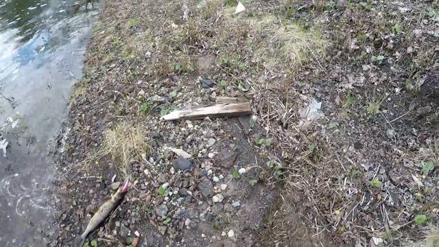 ОТКРЫТИЕ СЕЗОНА ЛЕТНЕЙ РЫБАЛКИ / THE OPENING OF THE SUMMER FISHING SEASON смотреть онлайн