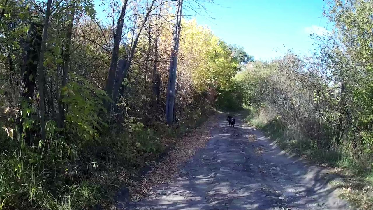 Очередная встреча с кабанчиком. Как всегда, убегает по привычке)) смотреть онлайн