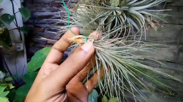 How I can Save my Tillandsia Xerographica & other species :14 Reasons Why my Airplants Almost Died? смотреть онлайн