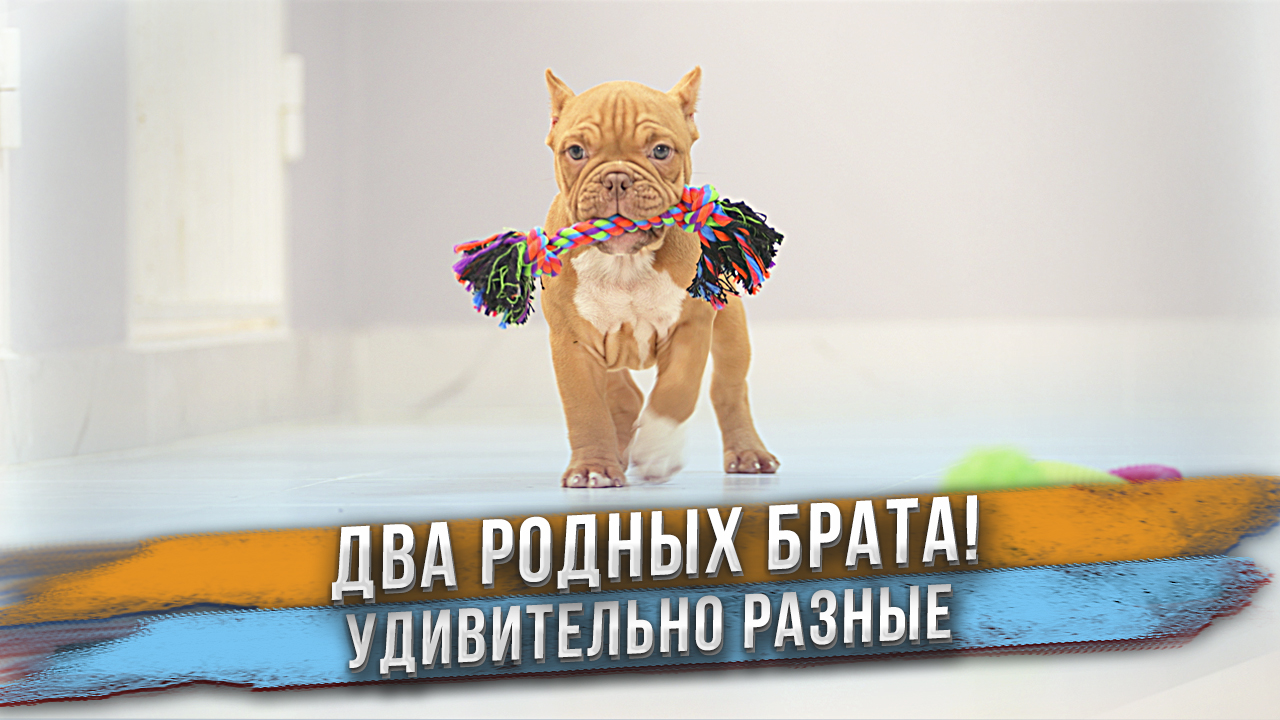 Такие ПОХОЖИЕ, но такие РАЗНЫЕ! Два родных брата. Кто вам больше нравится? смотреть онлайн