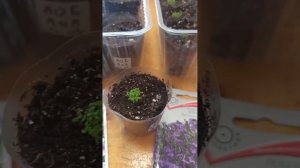 Всходы Лобелии.Сделайте это после того как ваша лобелия взошла!