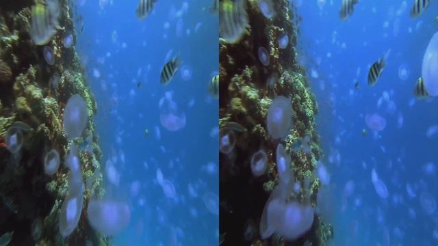 Sharks in Real 3D - LG Cinema 3D (My Favorite 3D Video) смотреть онлайн