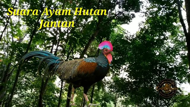 Suara Ayam Hutan Jantan | Cocok Untuk Berburu