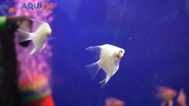 ?Aquass - Скалярия краснеющая (Pterophyllum blushing) смотреть онлайн