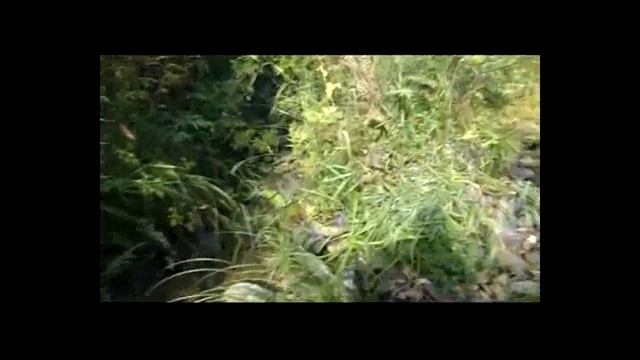 Поездка на рыбалку. "Няр". река "Косьва". Пермский край. Осень, 2018г. #5 смотреть онлайн