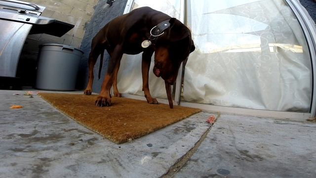 Doberman eating ox tail whole | Raw Fed Doberman смотреть онлайн