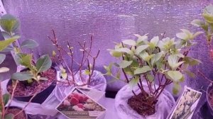 МАТОЧНЫЙ КУСТ ГОРТЕНЗИИ.?Что это и где его взять??♀️