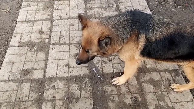Купила бензиновий генератор //Де гусак ??? смотреть онлайн