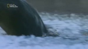 Дикие животные севера