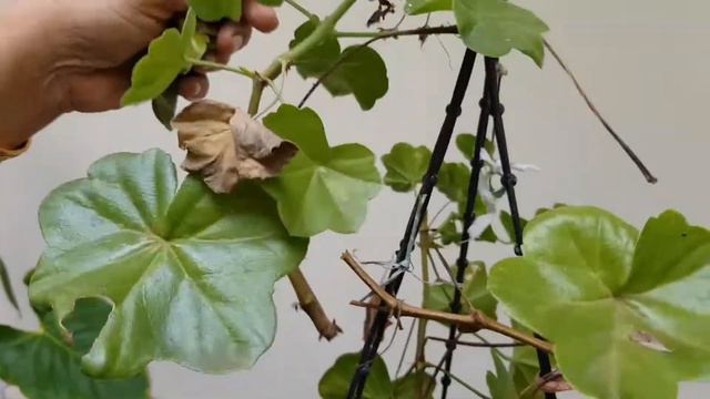 Gerenium Plant Care In Malayalam|pelargonium Plant|how To Take Gerenium Cutting