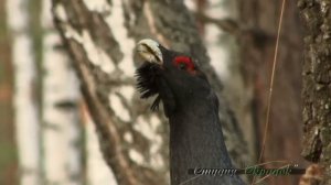 Глухариный ток