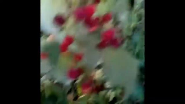 Во саду ли, в огороде собираем урожай смотреть онлайн