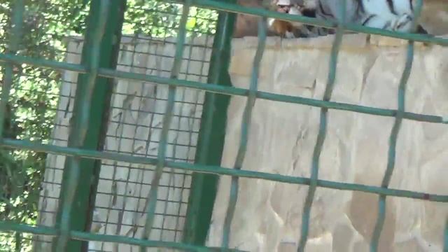 Амурский Тигр. Зоопарк Сафари смотреть онлайн