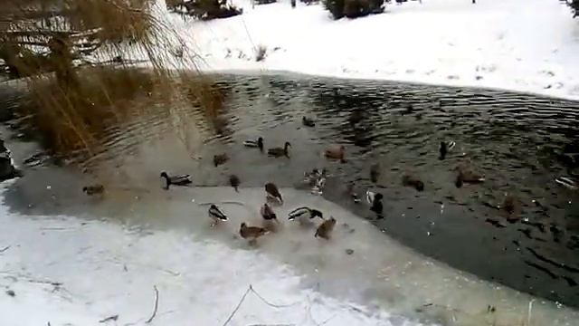 Кормление Утей. Хозяйство барсука смотреть онлайн