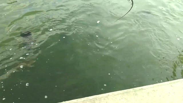 Graphiteleader tiro gots mr 7-28g Varivas seabass 1.5pe Twin Power 2500fc смотреть онлайн
