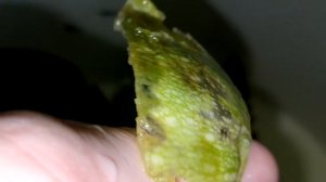 Анциструс (Ancistrus dolichopterus) / Инкубация икры/ Кормление и развитие малька