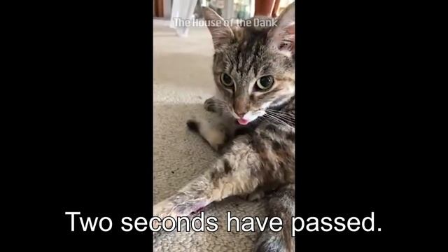 CATTO VS CATTO GONE JOJO GONE MINECRAFT MEME смотреть онлайн