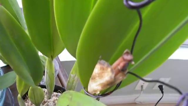 My first Cattleya update смотреть онлайн