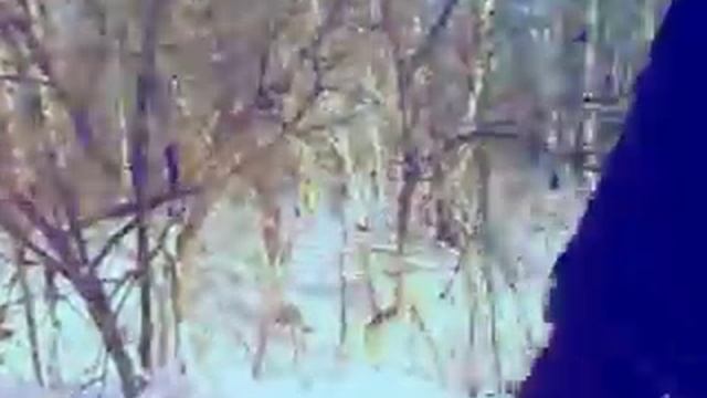 Король+Дама - Пустынный Хищник смотреть онлайн