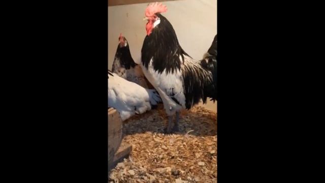 самый красивый и дерзкий петухи смотреть онлайн