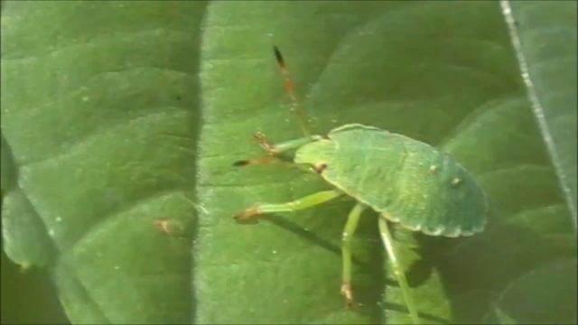 Футаж Нимфа щитника зеленого древесного 4 стадия/ No copyright. Green shield bug 4th instar nymph смотреть онлайн