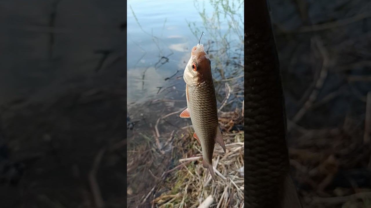 Доночный сезон на сало считаю открытым. смотреть онлайн