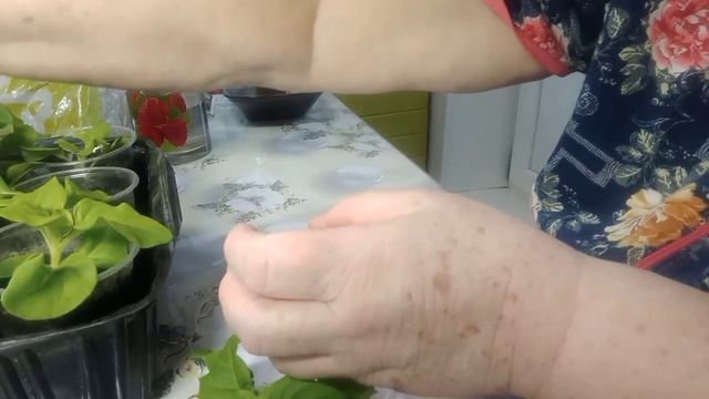 сегодня буду пикировать и прищипывать петунью!!9 марта! смотреть онлайн