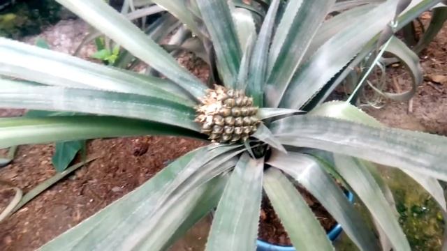 Цветение граната. смотреть онлайн