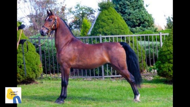 The 10 Most Popular Horse Breeds around the World смотреть онлайн