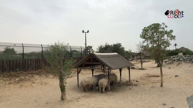 Dubai Safari Park | A complete Tour | #dubaisafari | 4K Ultra HD смотреть онлайн