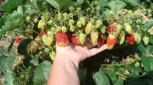 ЗЕМКЛУНИКА КУПЧИХА  ПРИВЕРЕДЛИВАЯ И КАПРИЗНАЯ  СТОИТ ЛИ ВЫРАЩИВАТЬ