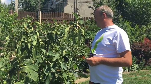 Инжир 7 июля. Многолетняя древесина, её роль в плодоношении. смотреть онлайн