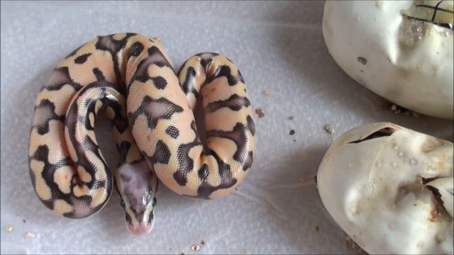 Cutting Ball Python Eggs Early смотреть онлайн