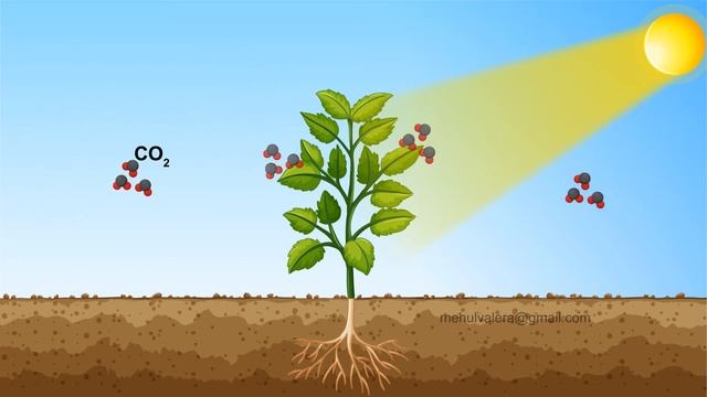 Photosynthesis Animation смотреть онлайн
