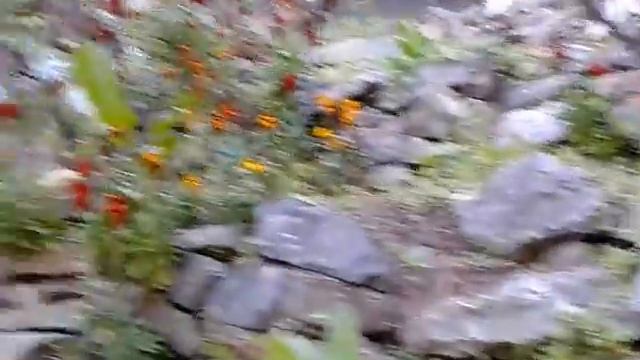 Цветы на камнях смотреть онлайн