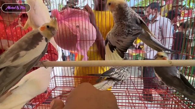 প্রচুর টেম পাখি ও বেবি এসেছে মিরপুর ১ পাখির হাটে। Mirpur 1 Pakhir Hat। Bird Price Bangladesh #Viral смотреть онлайн