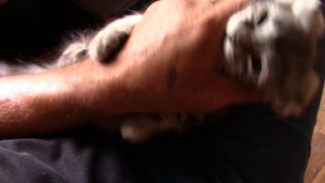 2017_06_10_ПЛАСТУНКА_СОЧИ.mp4 смотреть онлайн