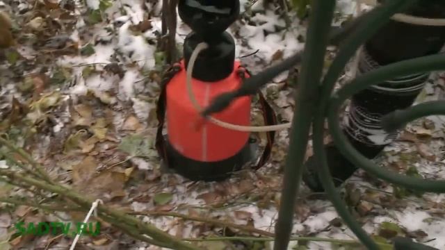 Как укрыть плетистую розу смотреть онлайн