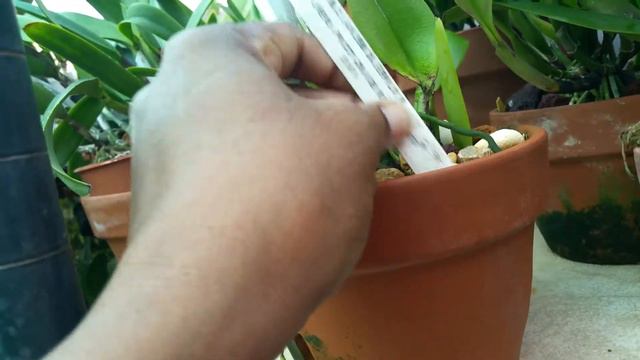 Blc. Lawless Zaueberflote cattleya in sheath смотреть онлайн