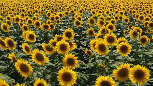 Подсолнухи в Ростовской области. Sunflowers in Russia смотреть онлайн