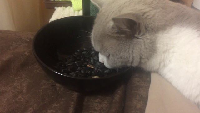 Кошка любит семечки смотреть онлайн