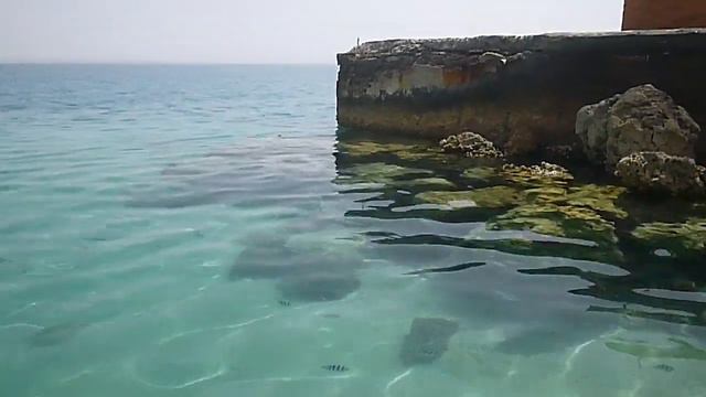 Около пляжа. Изучаем дно. Ищем рыбок. Palm Beach Resorts Hurghada. смотреть онлайн