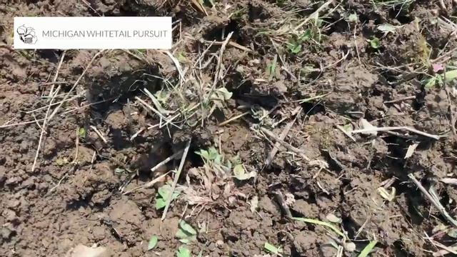Habitat Podcast Weekly Update Miscanthus Giganteus Planting & Care How To Plant DIY Screening Deer смотреть онлайн