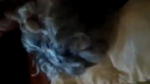 йоркширский терьер приколы смотреть онлайн