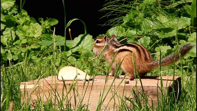 Природа Сибири - лесной бурундук ест семечки смотреть онлайн