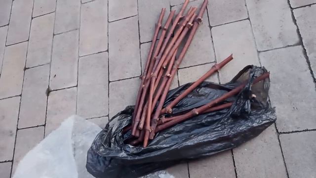 Черенки сорта Роджерс от Владимира Попченко смотреть онлайн