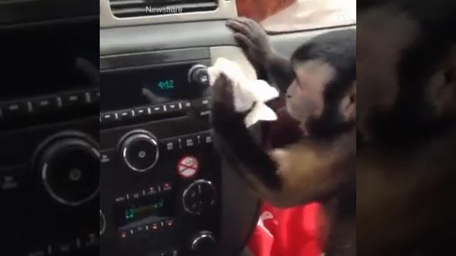 Животные это повторюхи мухи смотреть онлайн