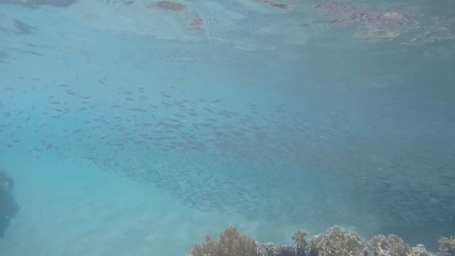 Ujung Kulon National Park, West Java, Indonesia смотреть онлайн