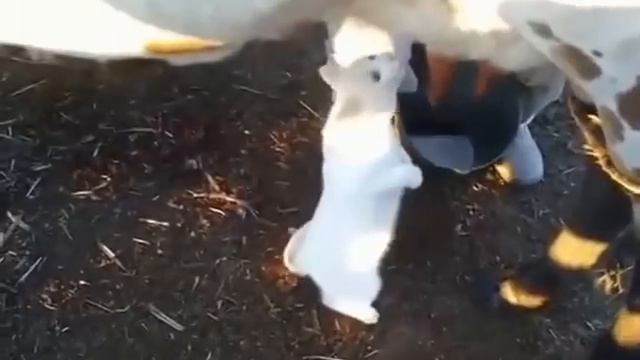 Котенок забавно пьет молоко прямо из под коровы. Cute cat! смотреть онлайн