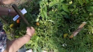 Семена томатов от Ишимцевой. Сорт Мармеладный